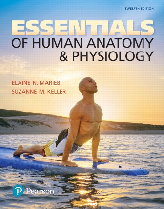 Test Bank for Essentials of Human Anatomy and Physiology 12th Edition Marieb | 