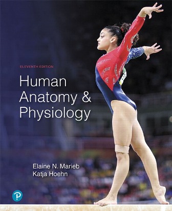 Test Bank for Human Anatomy and Physiology 11th Edition Marieb 